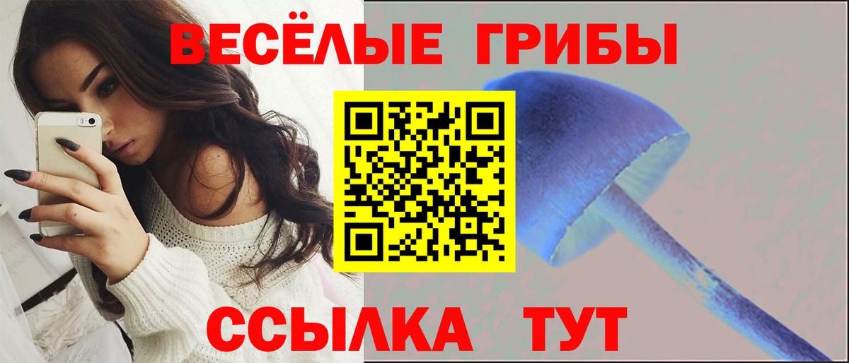 цена наркотик  Псилоцибиновые грибы мицелий  Майкоп  Вход с VPN  Псилоцибиновые грибы Psilocybine cubensis 